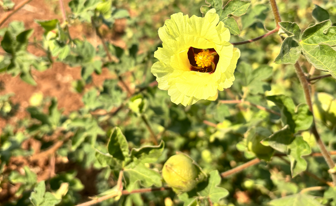 in search of desi cotton